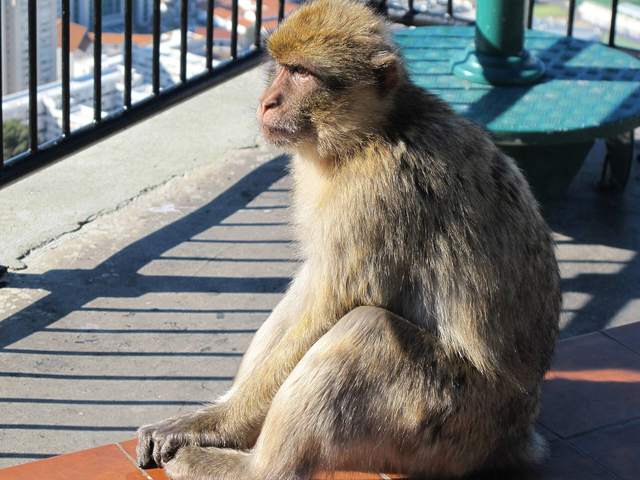A Barbary macaque sitting on a viewing terrace