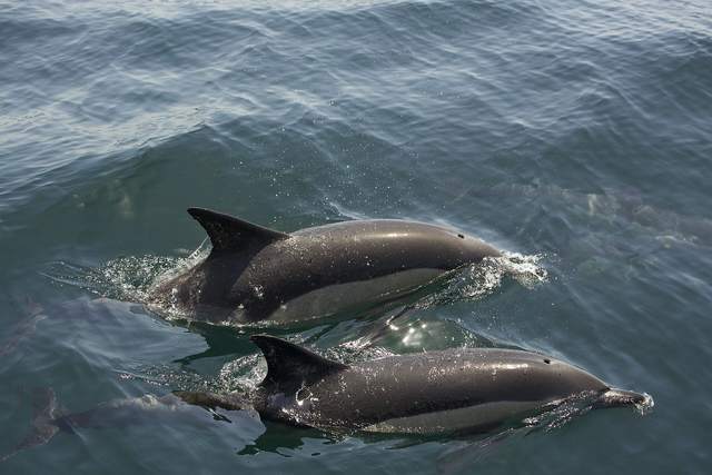 Two common dolphins surfacing in the Bay